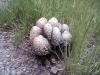 Coprinus Comatus