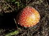 Amanita Muscaria