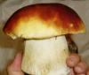 Boletus Edulis