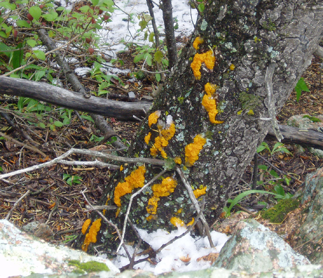 Dacrymyces chrysospermus (Witches Butter)