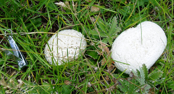 Calvatia booniana (Western Giant Puffball)