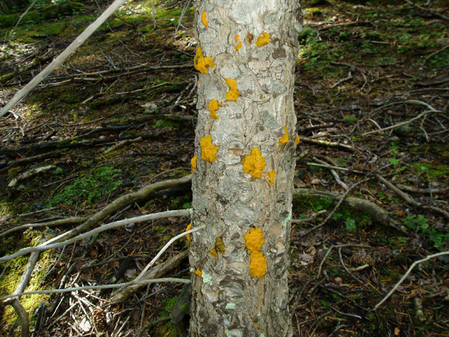 Dacrymyces chrysospermus (Witches Butter)