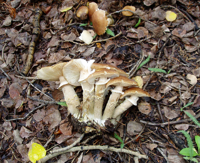 Armillaria mellea (Honey Mushroom, Shoestring Root Rot)