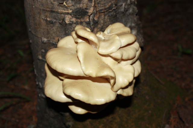 Pleurotus populinus (Oyster Mushroom, Aspen Oyster)