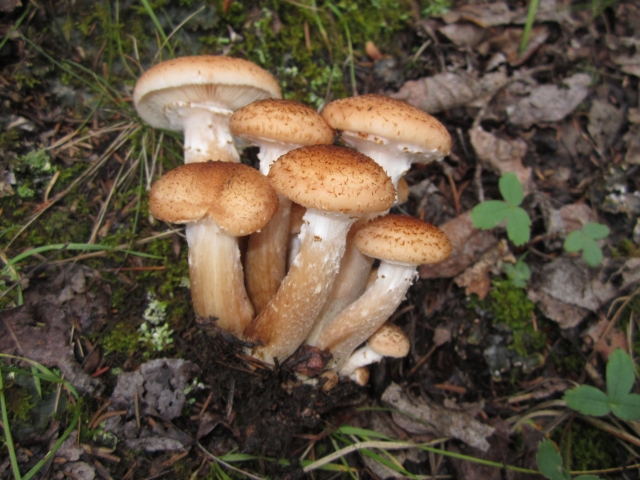 Armillaria mellea (Honey Mushroom, Shoestring Root Rot)