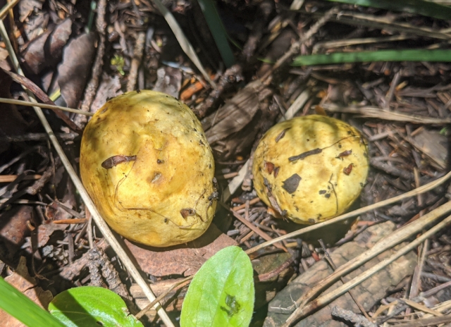 Truncocolumella citrina (False truffle)