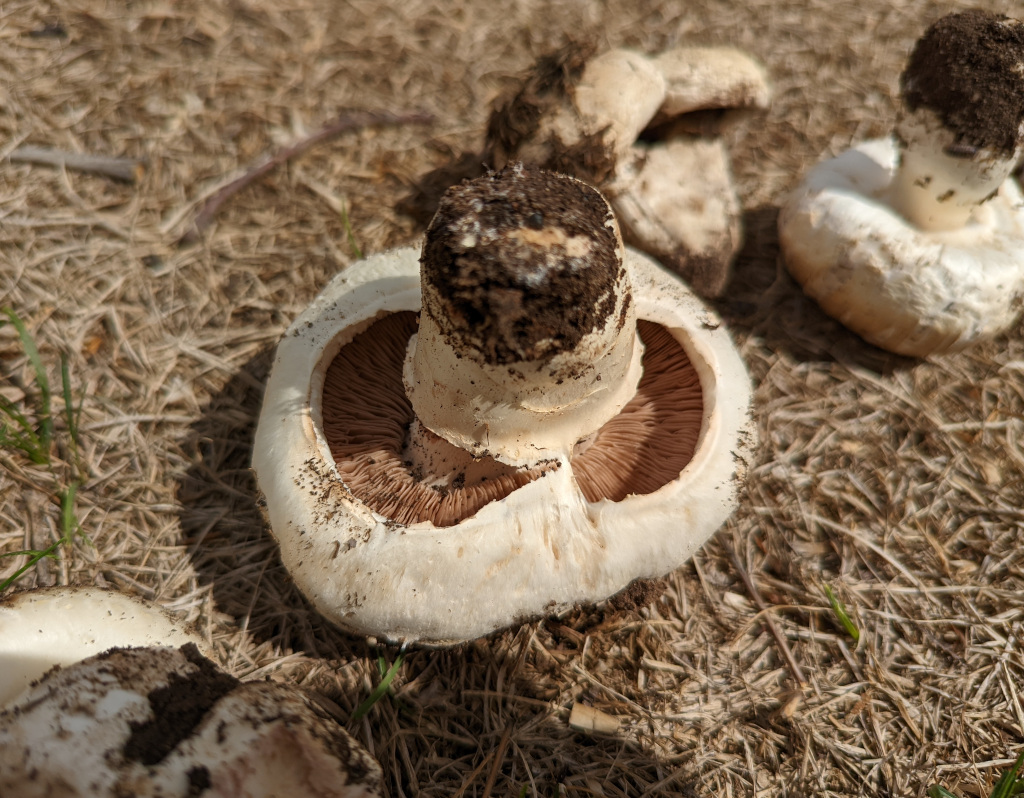 Salt Loving Agaricus