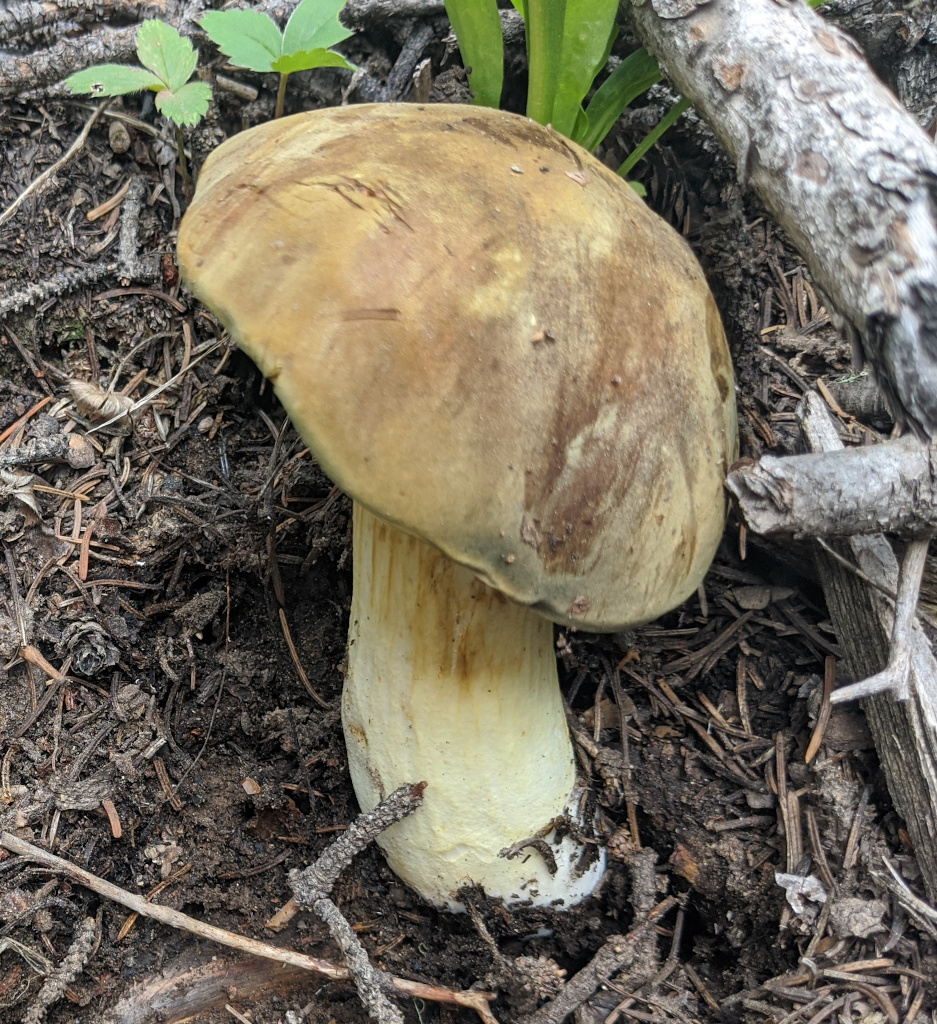 Xerocomus subtomentosus