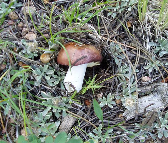 Suillus brevipes