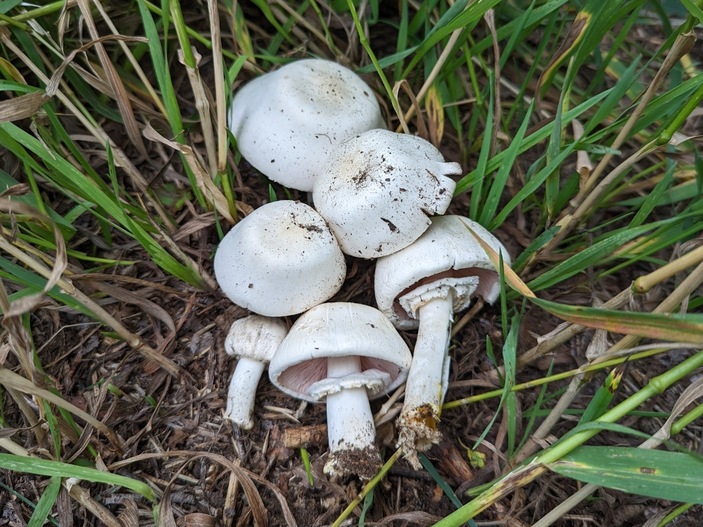 Agaricus malangelus