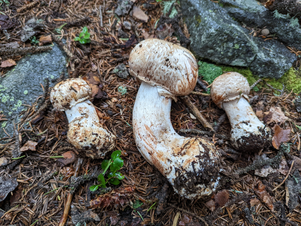 Friendly Agaricus