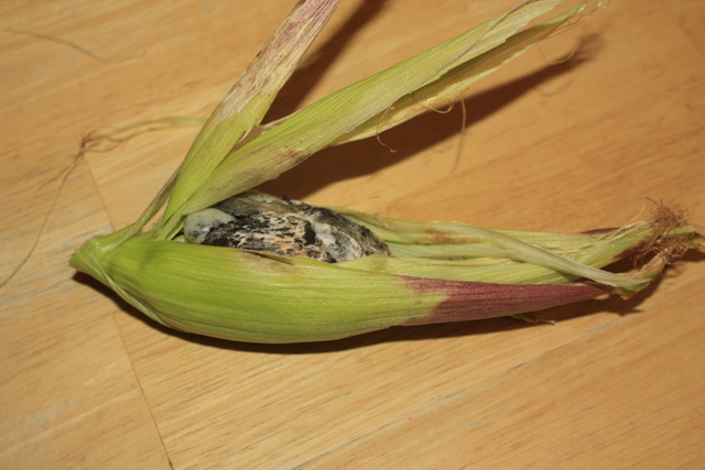 Corn Smut, Corn Fungus, Huitlacoche 