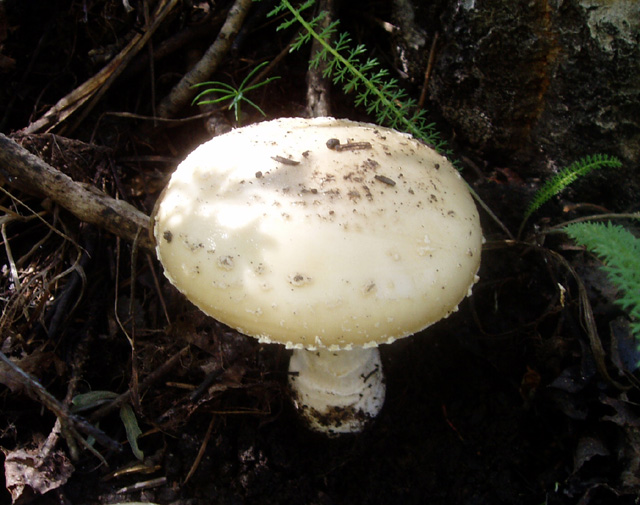 Amanita pantherina (The Panther, Western Panther, Amanita