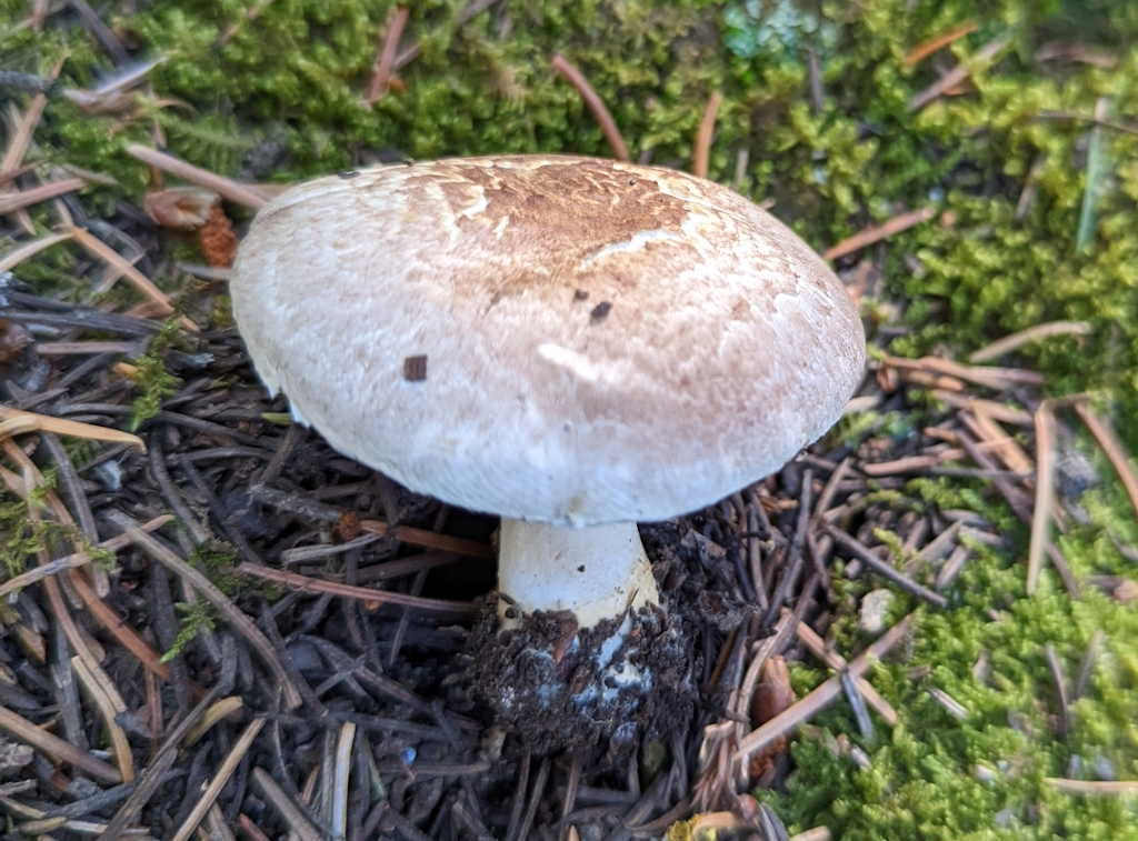Agaricus kerriganii