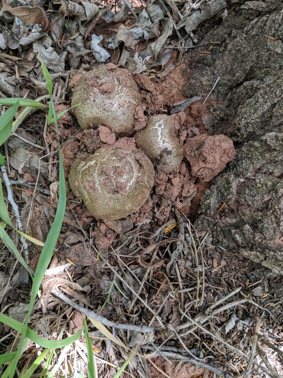 Coprinopsis atramentaria