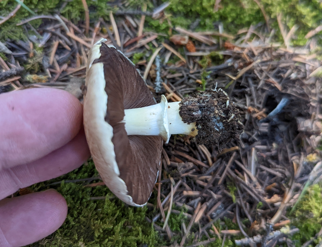Kerrigan's Agaricus