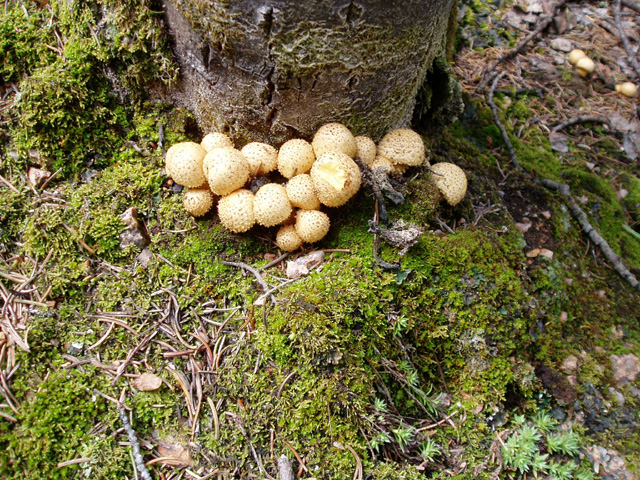 Pholiota squarrosa