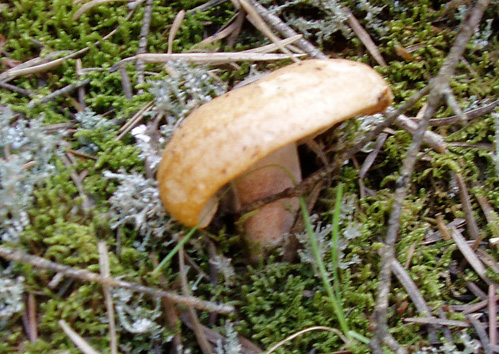 Lactarius rubrilacteus