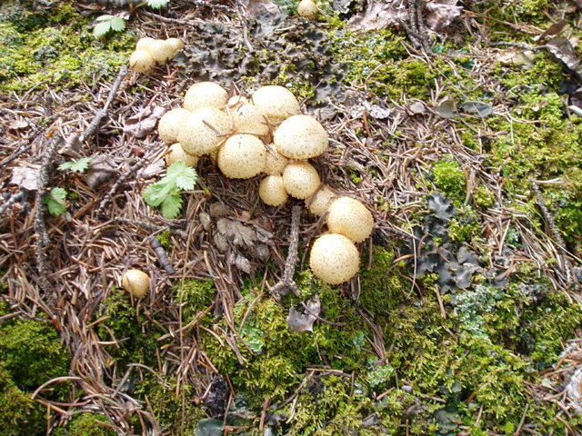 Scaly Pholiota
