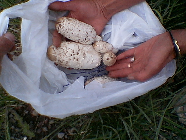Shaggy Mane, Coprinus Mushroom