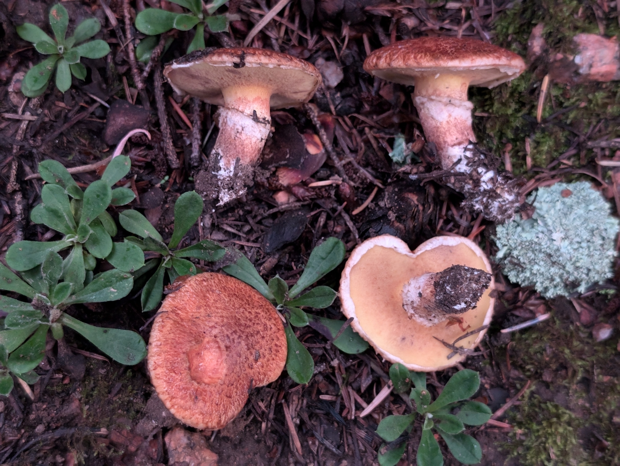 Matte Jack, Suillus amabilis