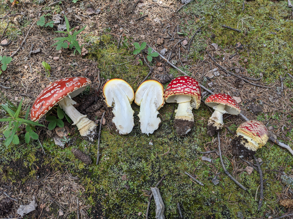 Fly Agaric, Amanita muscaria var. flavivolvata