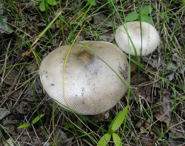 Amanita section vaginatae