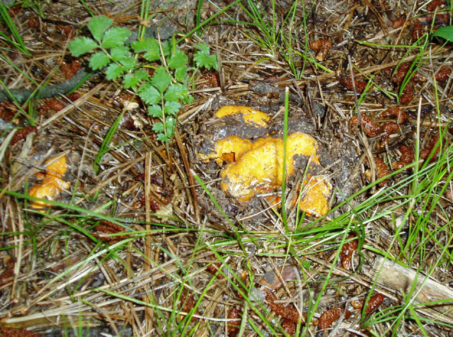 Lobster Mushroom