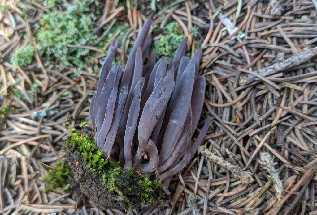 Alloclavaria purpurea