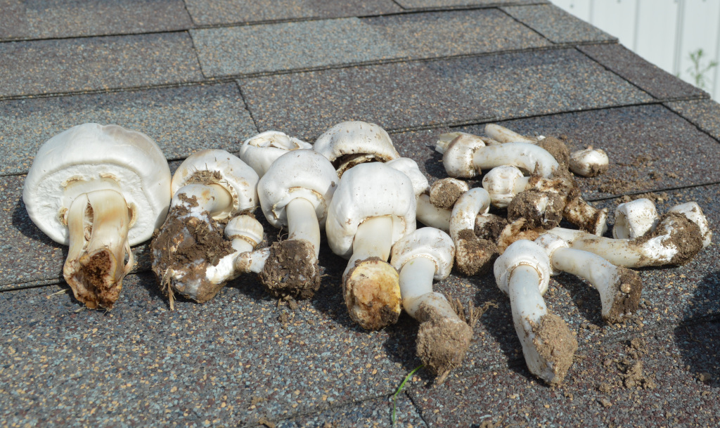 Agaricus malangelus