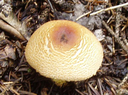 Lepiota clypeolaria