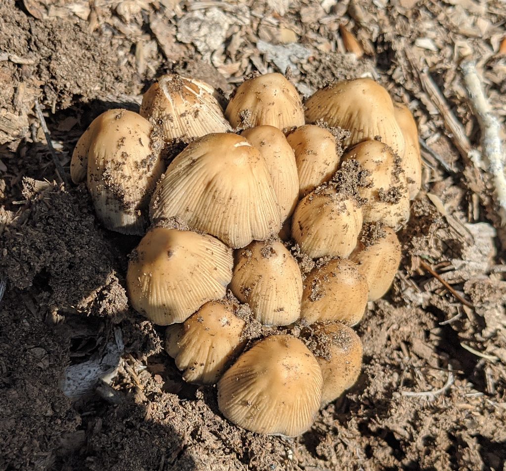 Mica Cap, Coprinellus micaceus