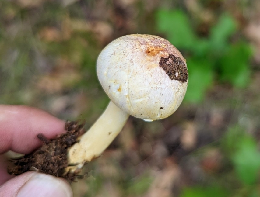 Agaricus friesianus
