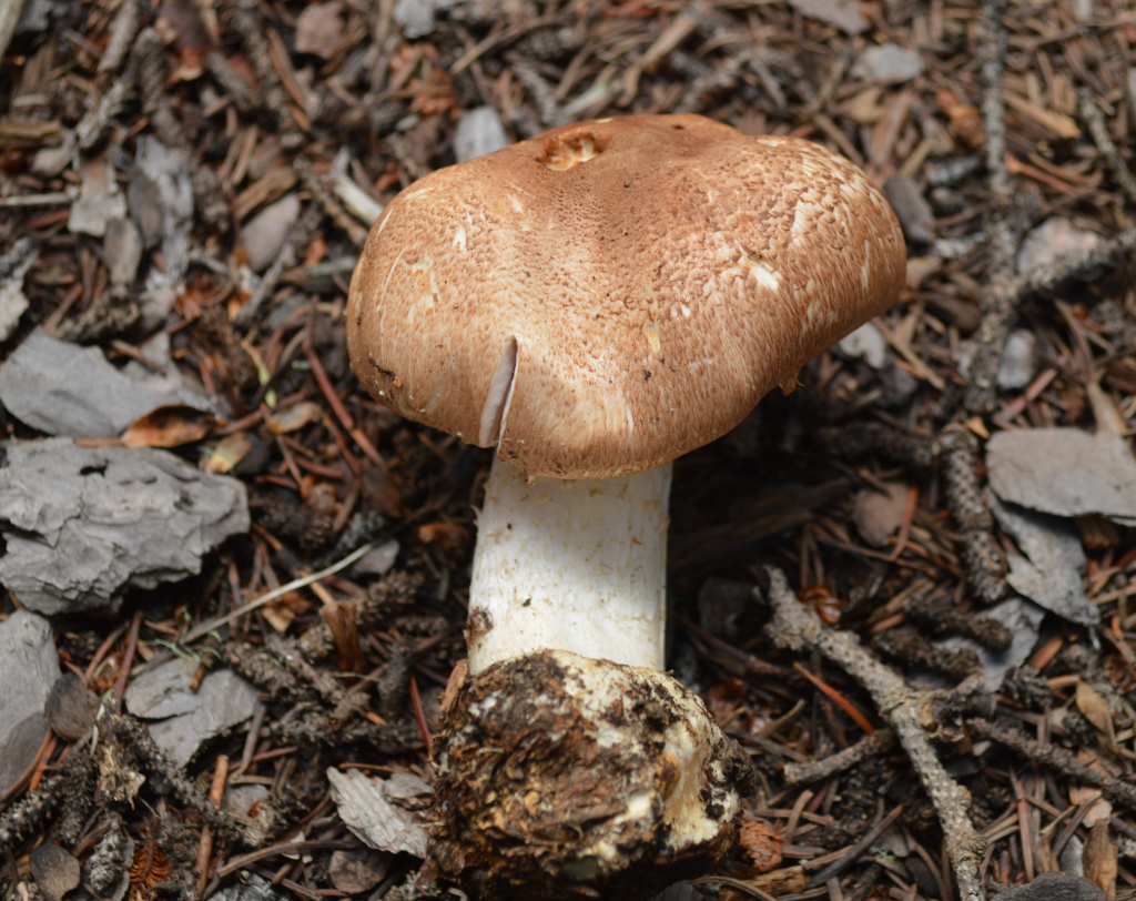 The Emperor, Rocky Mountain Prince, Colorado State Mushroom