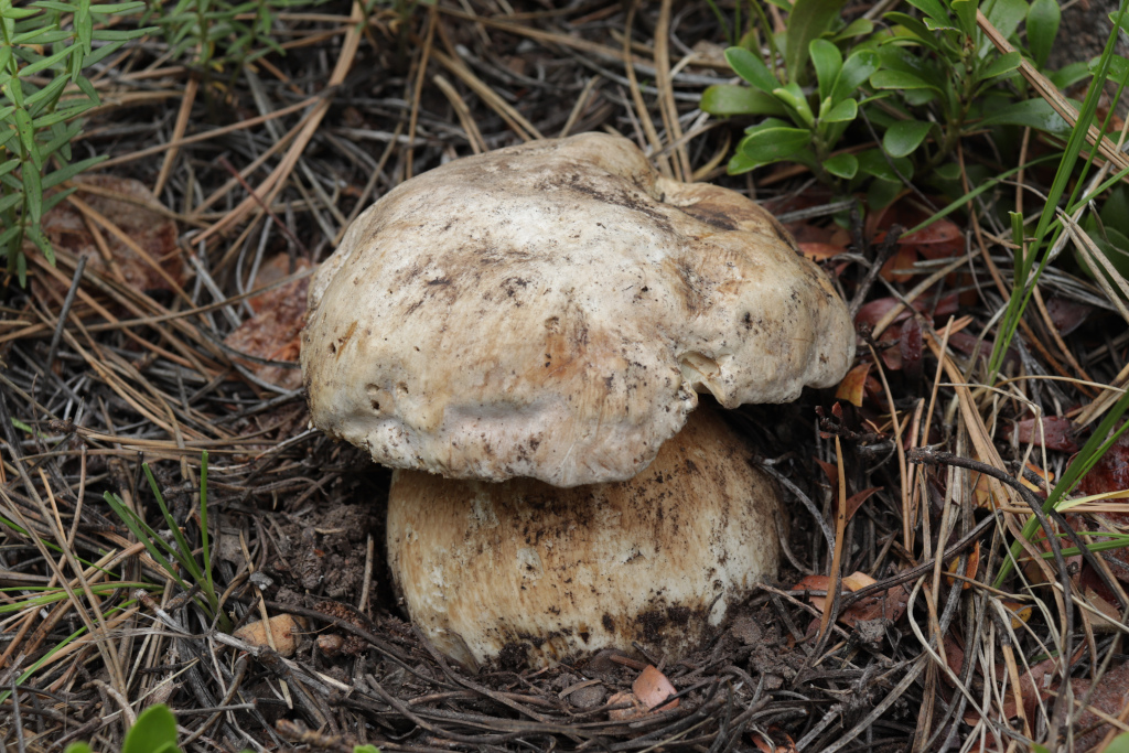 Boletus barrowsii