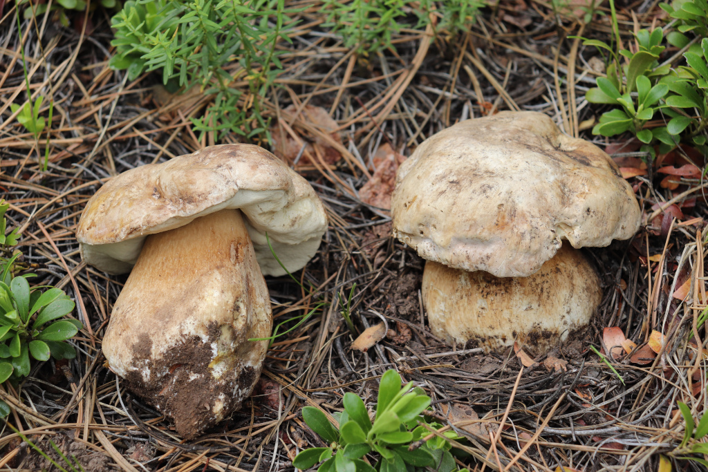 White King Bolete, Porcini