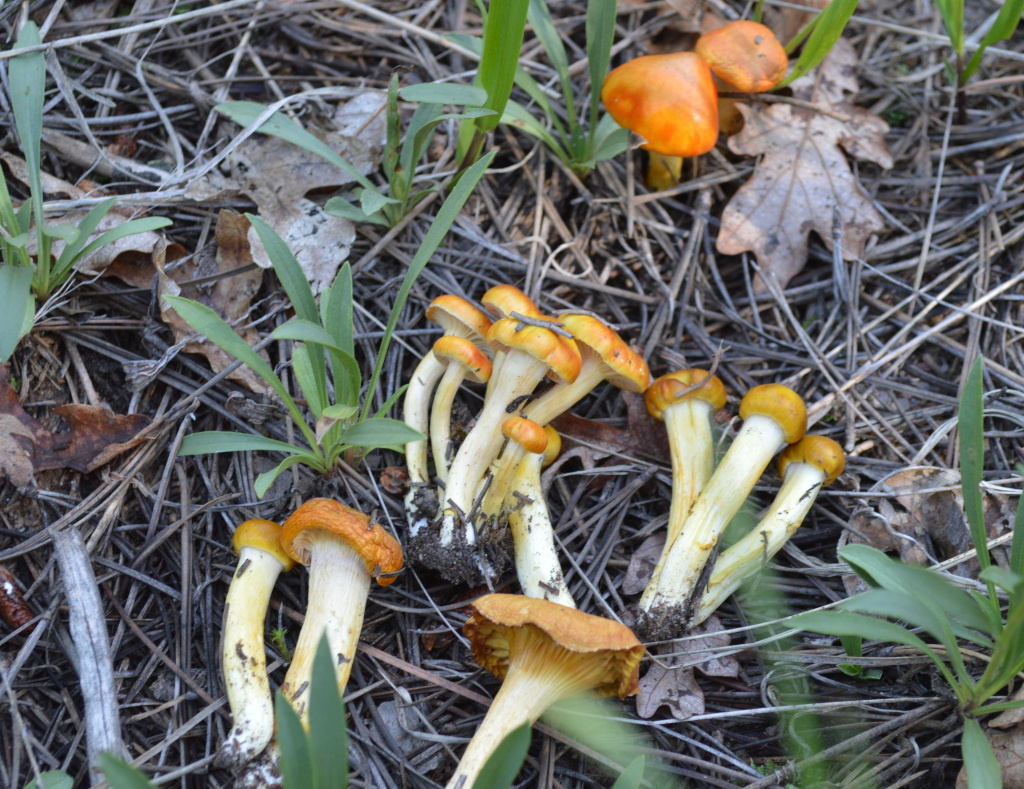 Hygrophorus siccipes