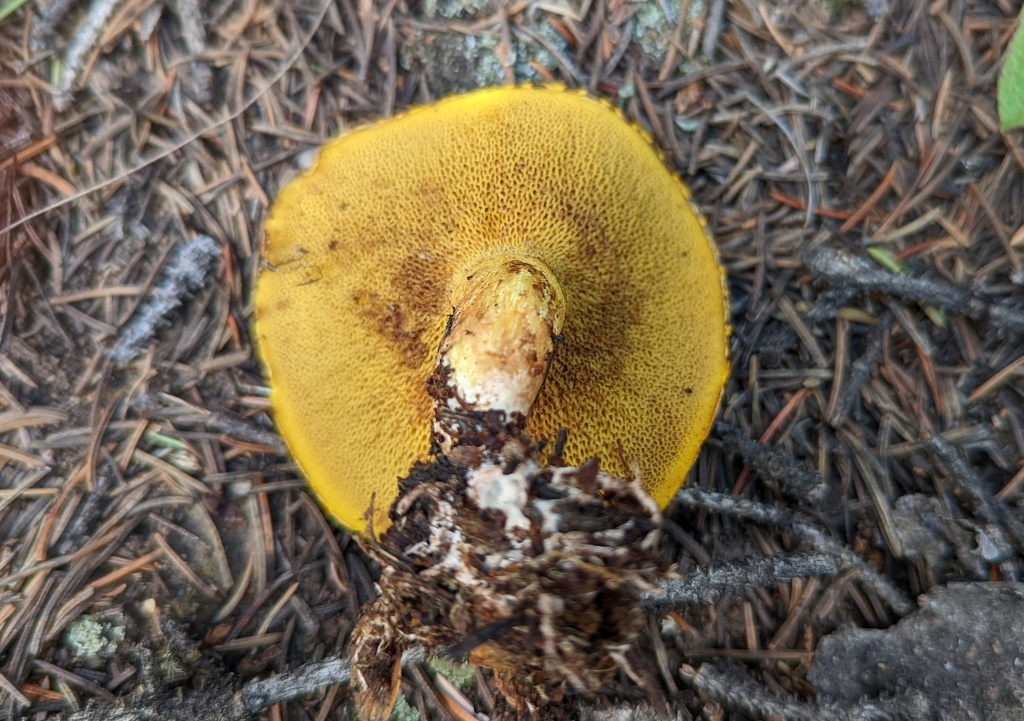 Chicken Fat Mushroom, Suillus sibiricus