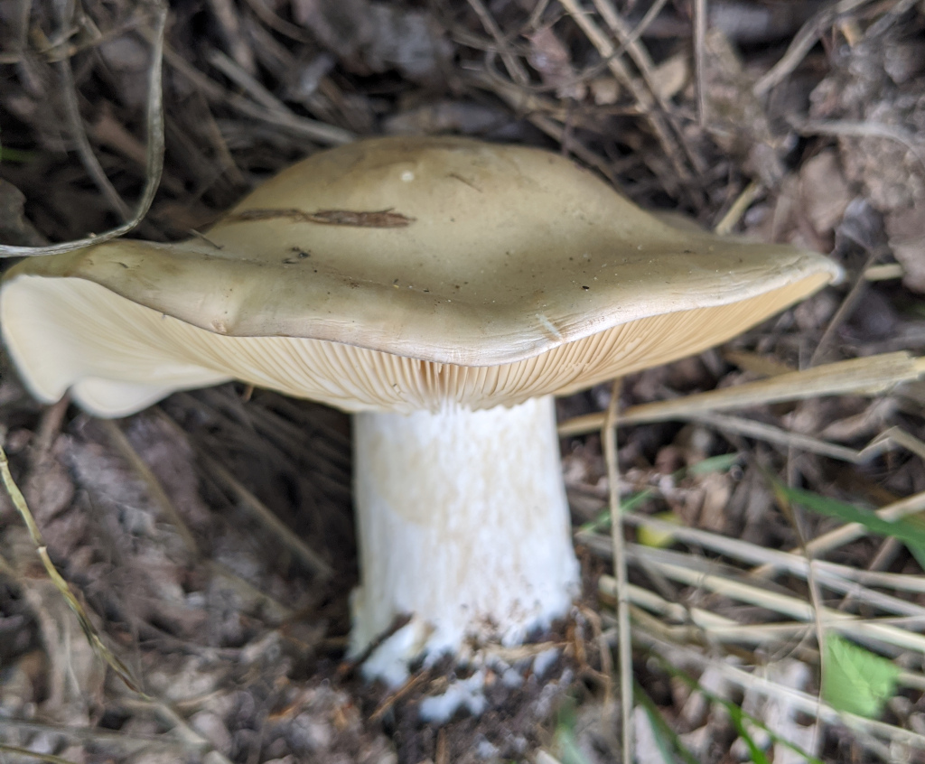 Collybia brunneocephala