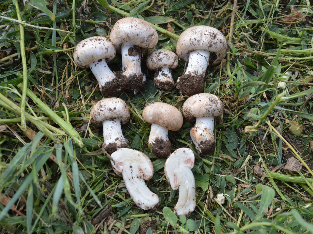 Agaricus bisporus