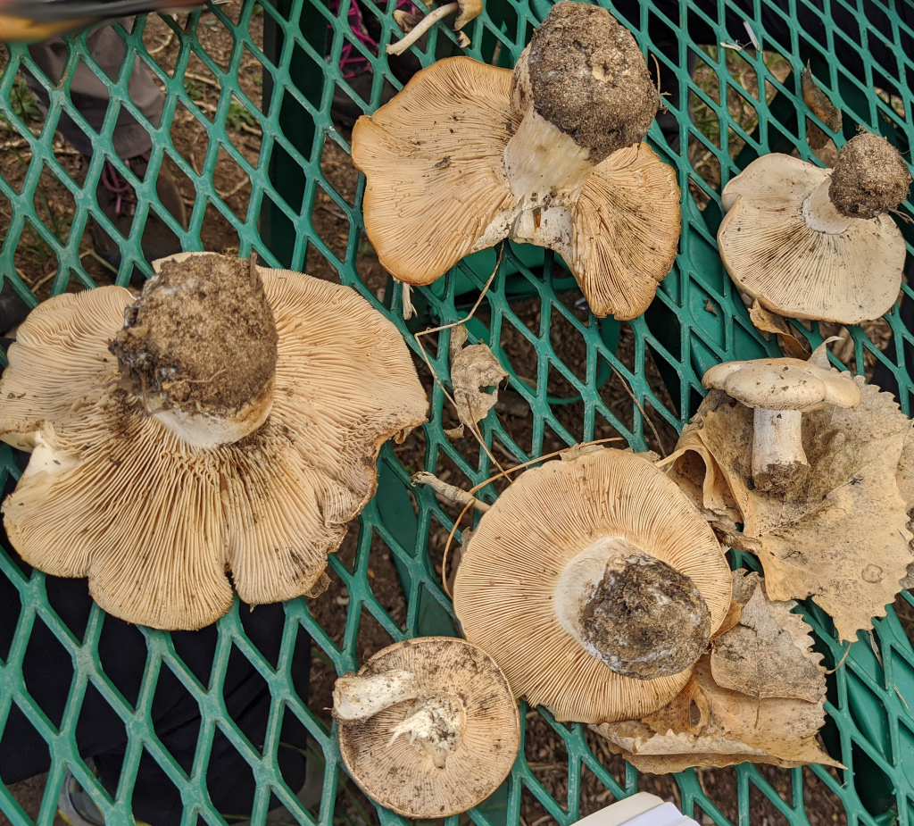 Brownit, Clitocybe brunneocephala
