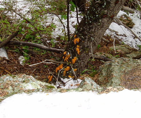 Witches Butter