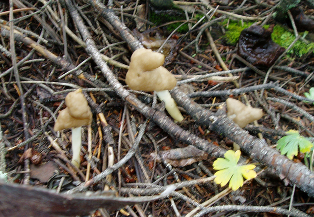 Helvella elastica