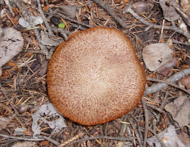 Suillus lakei