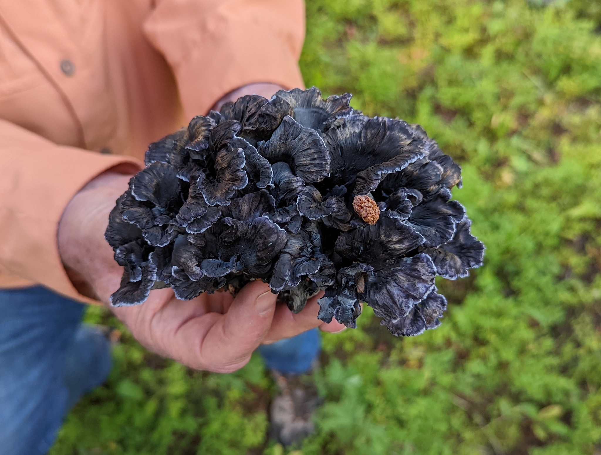 Blue Chanterelle, Polyozellus multiplex