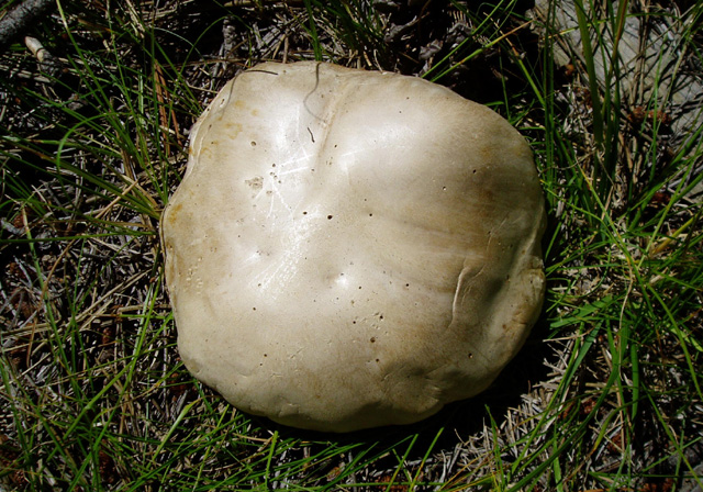 White King Bolete, Porcini