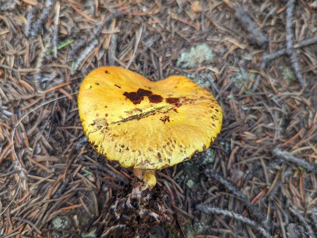 Suillus americanus