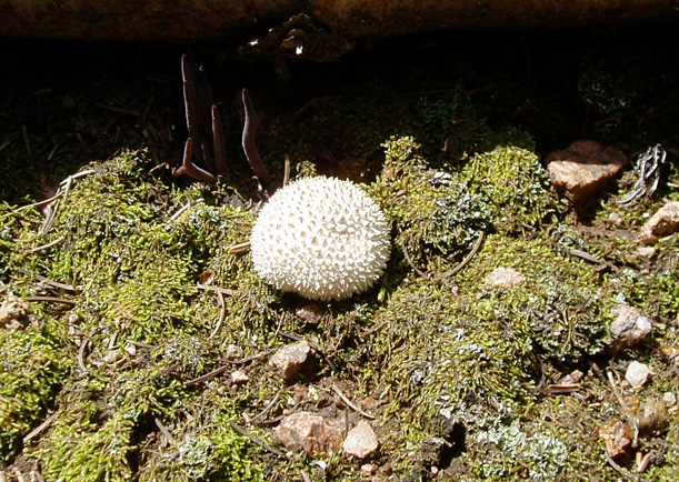 Lycoperdon perlatum