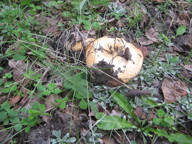 Lactarius alnicola