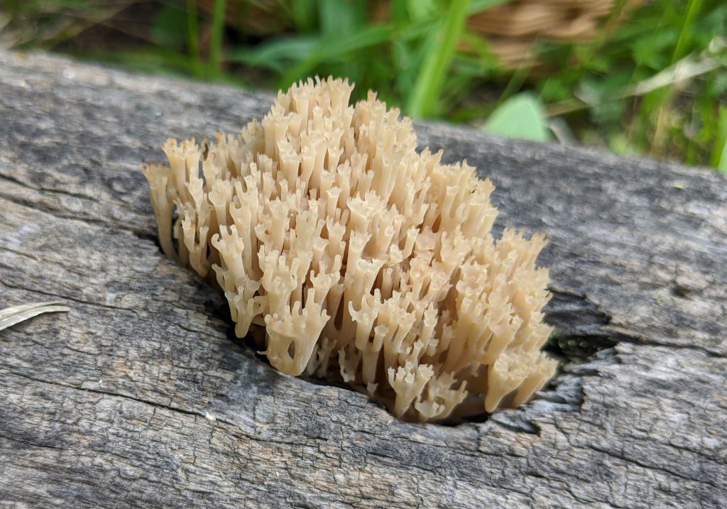 Artomyces pyxidatus